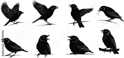 Silhouette bird illustrations in multiple poses, flying, perched, calling, and feeding, detailed black vector wildlife designs for nature, animal, and graphic art projects