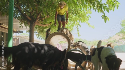 Male trainer caressing some dogs at an animal farm playground