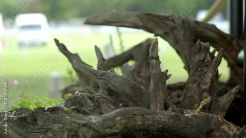 Wallpaper Mural A close perspective reveals the detailed textures of an old, rough tree trunk and rocky terrain, surrounded by small green vegetation. The setting exudes a tranquil, natural ambience in the woods. Torontodigital.ca