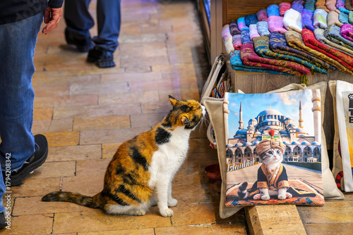 Canvas Print A stray calico cat sniffs a souvenir pillow inside the Egyptian Spice Bazaar, in Istanbul, Turkey