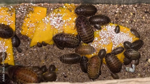 Argentine Cockroaches (Blaptica Dubia) insects commonly used as pet food, Feeding Dubia cockroach