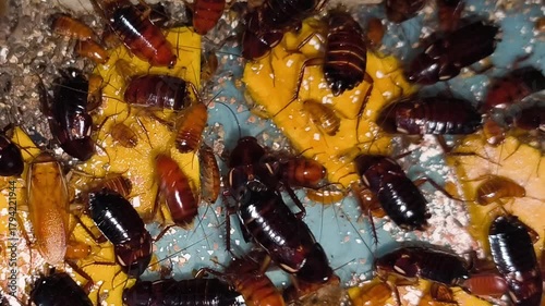 Close-up Turkestan cockroach insects commonly used as pet food, Feeding cockroach