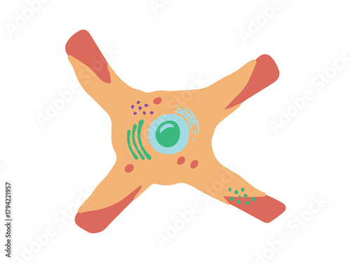 Fibroblast Immune Cell Clip Art