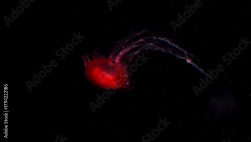 Glowing red jellyfish floating the dark water at aquarium, Slow Motion jellyfish