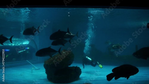 A scuba diver cleaning an underwater with fish and coral in a large aquarium, Slow Motion
