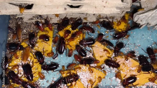 Turkestan cockroach insects commonly used as pet food, Feeding cockroach