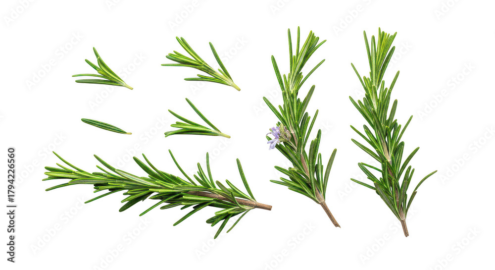 Obraz premium Fresh Rosemary Sprigs And Leaves Isolated On Black Background
