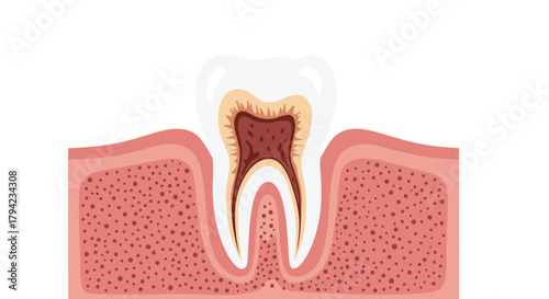 Cross-section of a healthy human tooth showing its anatomy within the gum and bone structure, ideal for dental education or medical illustrations.