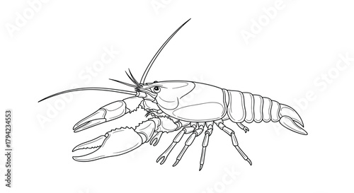 Detailed black and white line art illustration of a crayfish, an aquatic freshwater crustacean, on a plain white background.