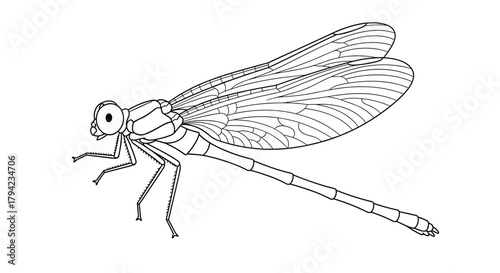 Detailed black and white line art illustration of a damselfly from a side view, showing its delicate wings and segmented body.