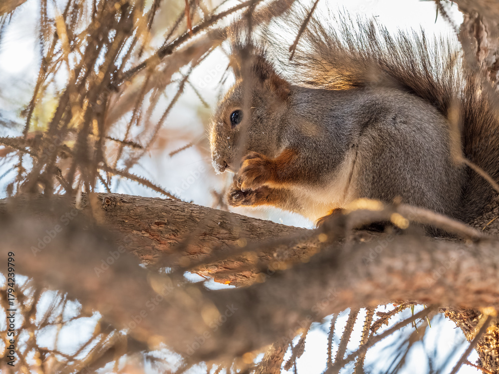 Fototapeta premium The squirrel with nut sits on tree in the autumn. Eurasian red squirrel, Sciurus vulgaris.
