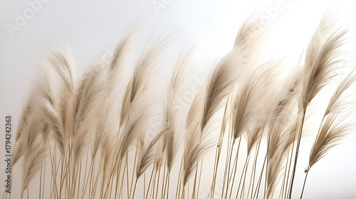 A collection of dry grass blades neatly arranged on a white table surface.Dried pampas grass on white background
