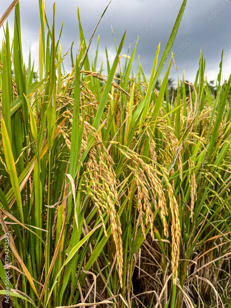 Fototapeta premium Golden rice stalks heavy with grain stand beside greener early-stage plants, capturing the vital cycle of a staple crop relied on by millions across Asia for daily nourishment.