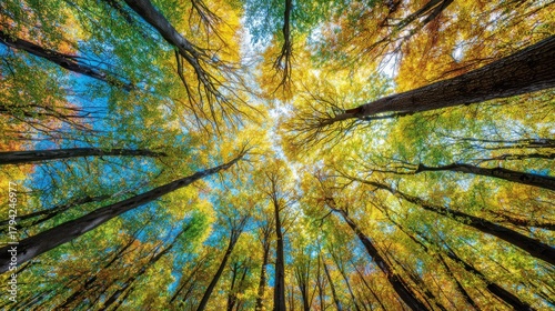 Vibrant Autumn Foliage Seen from Ground Level in a Forest with Tall Trees and Bright Blue Sky Above