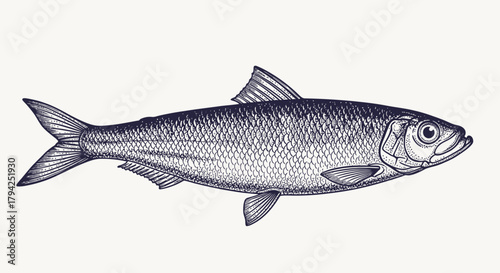 Herring fish illustration