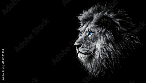 Majestic lion portrait with piercing blue eyes on a black background