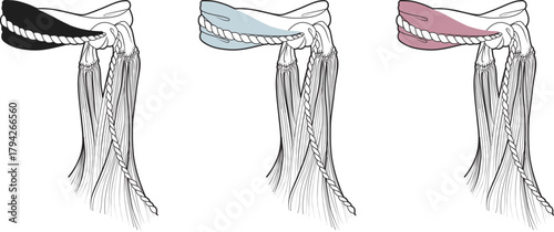Medical illustration of different colored human shoulder muscles and tendons in a row