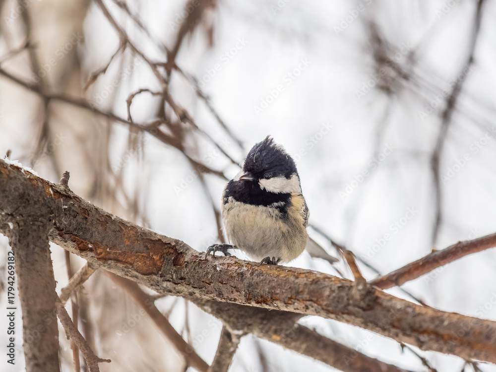 Obraz premium Beautiful bird Coal tit, lat. Periparus ater, sitting on a branch without leaves in the autumn or winter.