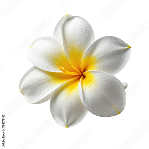 Tropical flower five white petals with yellow center on dark background