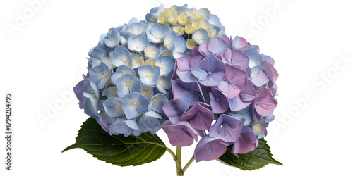 Transparent PNG of pastel hydrangea cluster with blue and lavender petals