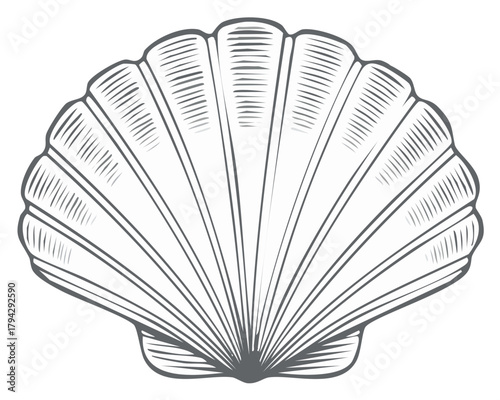 Engraved Scallop Shell Illustration in a Vintage Style