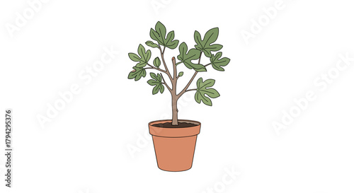 Fig tree in a pot with green leaves in a simple design  