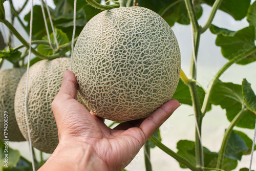 High-quality Japanese or Cantaloupe melon being inspected before picking.