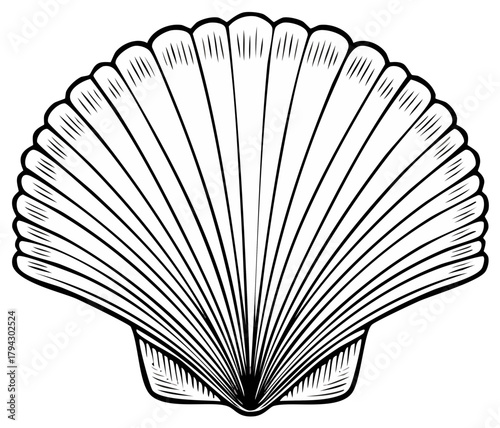Ornate Scallop Shell Graphic Line Art Drawing