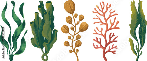 Seaweed, marine, algae, cartoon, illustration, ocean, green, red, brown, fronds, underwater, biology, nature, ecosystem, diversity, plant, aquatic, environment, botany, species