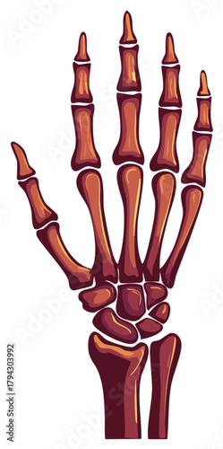 Detailed illustration of a human hand skeleton in brown and orange, showcasing anatomy.