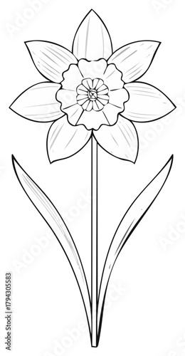 Daffodil flower outline drawing illustration showcasing springtime freshness and botanical design elements