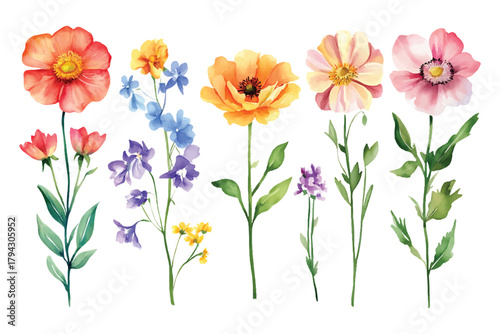 Watercolor painting of various flowers, transparent background, vector, illustration