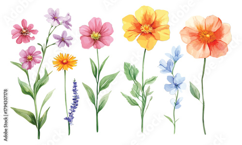 Watercolor flowers for cards and invitations design, transparent background, vector, illustration