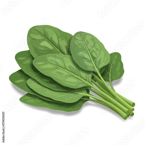 Fresh Bunch of Green Spinach Leaves Isolated on White Background