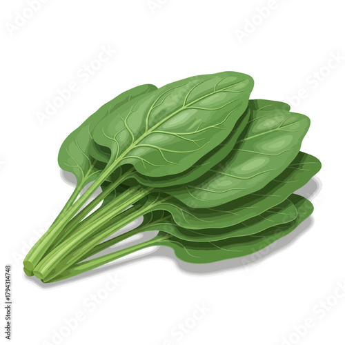 Pile of fresh green spinach leaves detailed isolated vector art