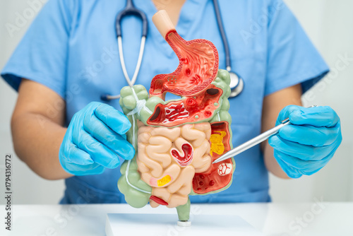 Digestive system with stomach and intestine, Asian doctor holding human anatomy model for study diagnosis and treatment in hospital.
