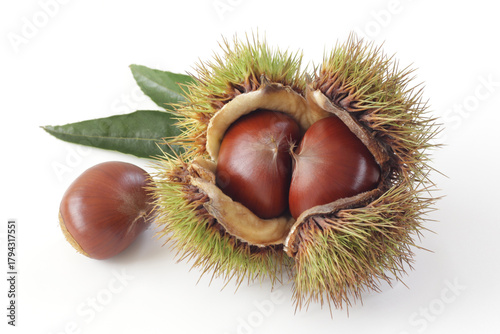 白背景の栗