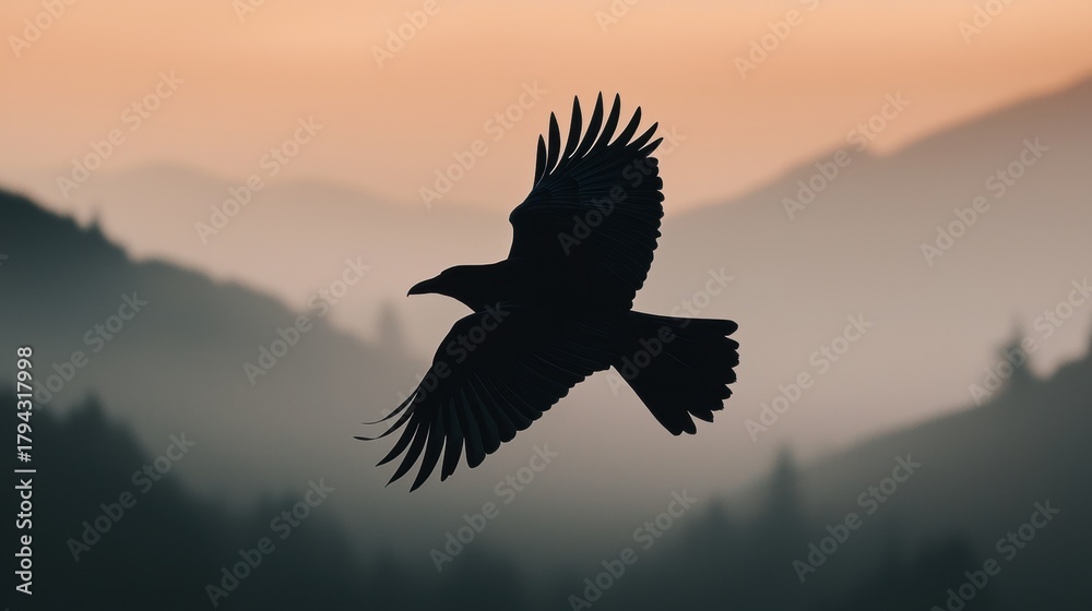 Fototapeta premium A Raven in Flight