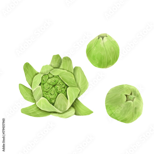 水彩風リアルなふきのとう　手描き