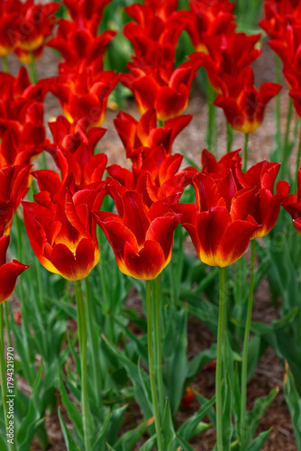 Close up of red yellow flowers of spring flowering garden  tulip Striking Match.