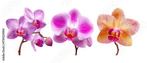 A vibrant display of three exquisite orchids showcasing their unique colors and patterns against a clean background, ideal for floral design or botanical studies