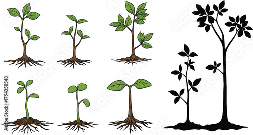 Plant growth stages, seedling to mature plant, root development, leaf expansion, botanical life cycle, educational biology illustration