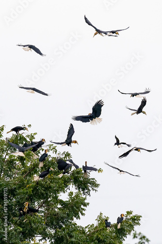Beautiful bird in Asian, It is a kind of bird found in Thailand.