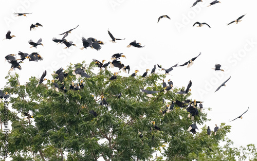 Beautiful bird in Asian, It is a kind of bird found in Thailand.