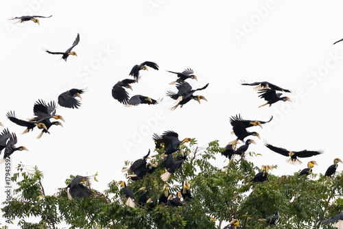 Beautiful bird in Asian, It is a kind of bird found in Thailand.