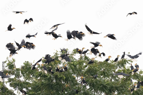 Beautiful bird in Asian, It is a kind of bird found in Thailand.