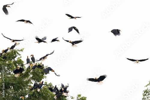 Beautiful bird in Asian, It is a kind of bird found in Thailand.