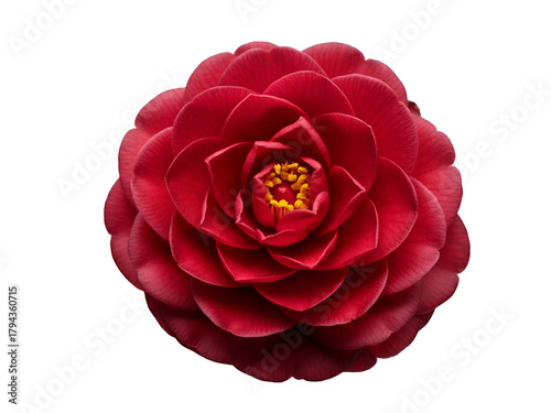 A stunning top-down view of a vibrant red Camellia japonica flower in full bloom, meticulously isolated on a clean white background
