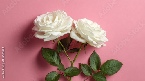 Two beautiful white roses with green leaves are displayed against a soft pink surface, creating a.