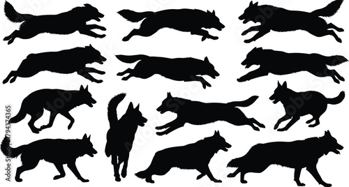 Running wolf silhouettes in various sprinting, leaping, stalking and standing poses, wild canine set with dynamic motion on white background​